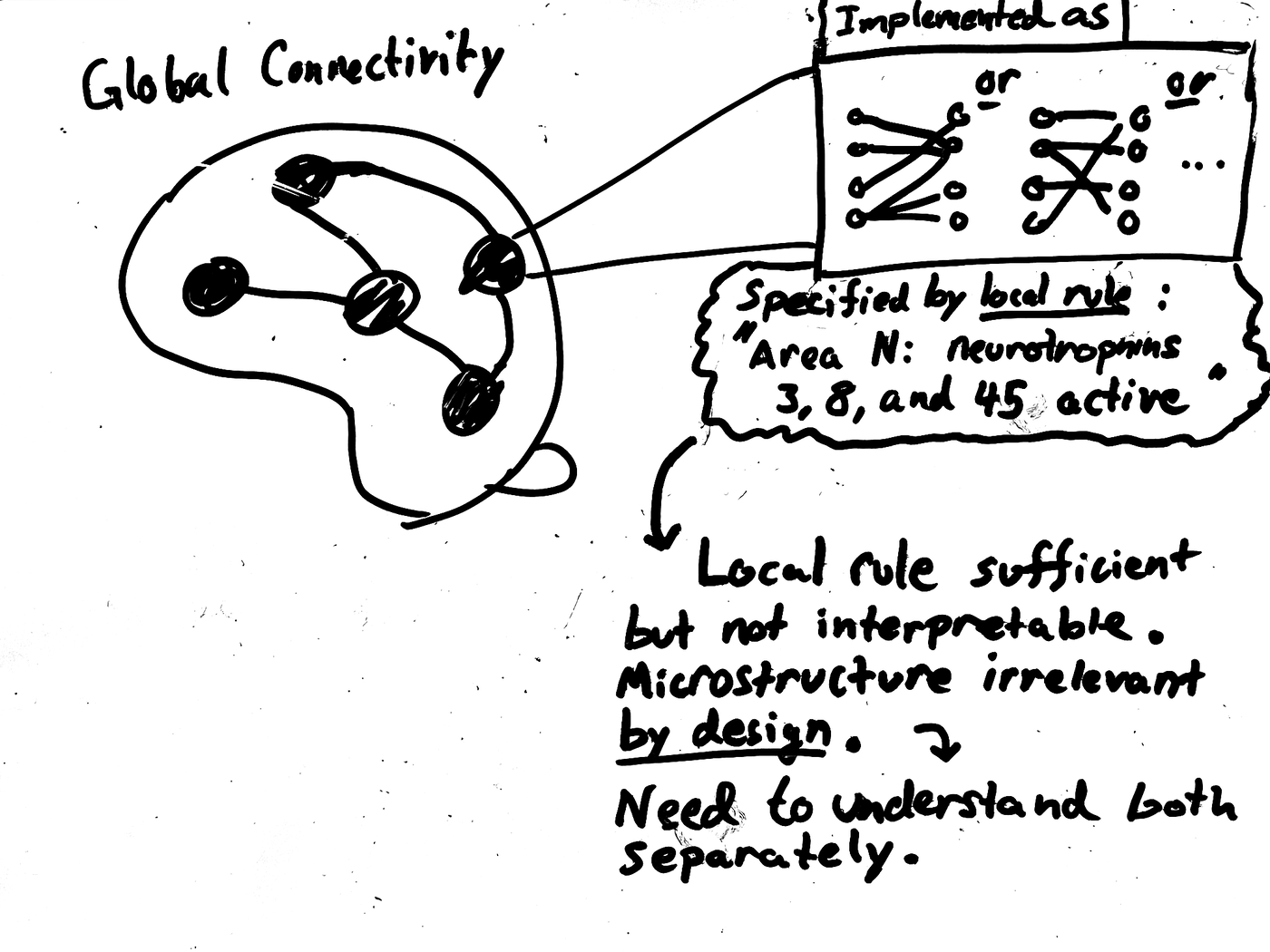 Whiteboard sketch: global connectivity between brain areas, each area specified by a local rule and implemented as any of many microstructures